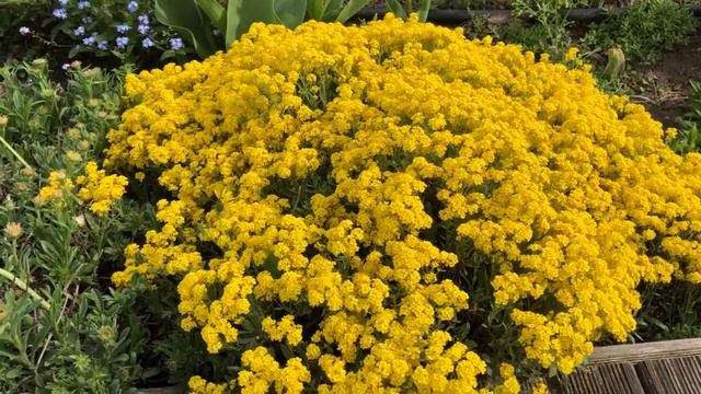 Многолетники - низкорослые, лучшая двадцатка для клумб, альпийских горок, рокариев - часть 1.