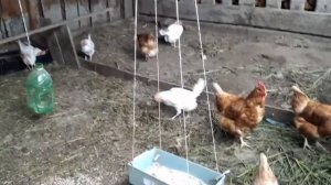 У меня всё ни как у людей! Почему куры кукарекают?