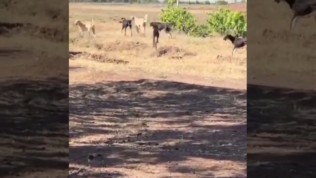Persian hounds , Saluki , iranian hunting dog смотреть онлайн