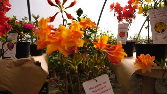 Les azalées PJL смотреть онлайн