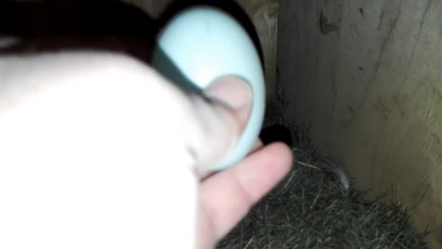 Яйца-обманки (подкладыши) в гнездах. Зачем они нужны? Из чего сделать? смотреть онлайн