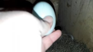 Яйца-обманки (подкладыши) в гнездах. Зачем они нужны? Из чего сделать?