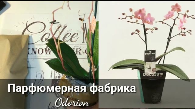ОРХОРАЙ / ПОСЫЛКА С ОРХИДЕЯМИ из ГОЛЛАНДИИ / Парфюмерная фабрика DIFFUSION, ODORION / LIODORO