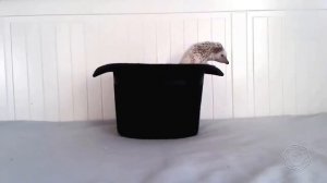 Прикольные ежики: милые, забавные ежики, смешное видео смотреть всем!