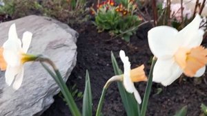 #нарциссы #Акцент/ Нарцисс крупнокорончaтый Акцент ( лат. narcissus Accent). Группа II.