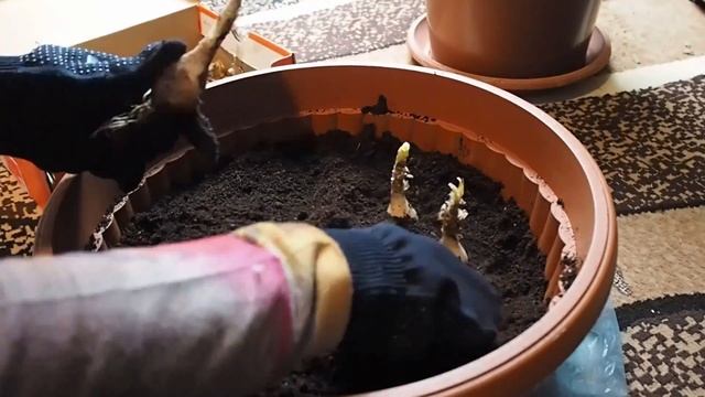 Jak sadzić nerinę bowdenii, różową królową jesieni смотреть онлайн