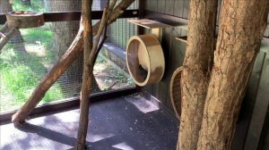 Содержание черных белок в вольере.Текущее