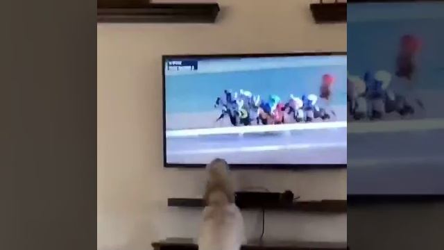 Видео,приколы,юмор,смех