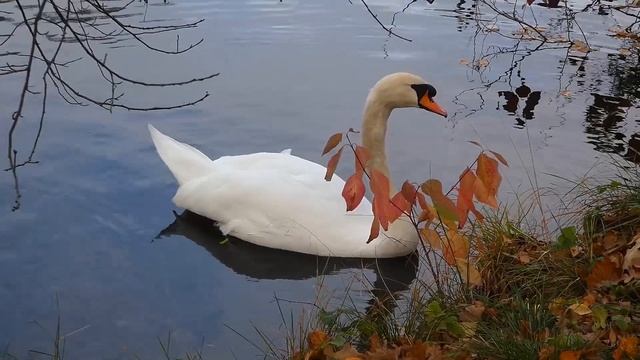 Красавец лебедь берет листики одуванчика из рук. Гатчинский парк. смотреть онлайн
