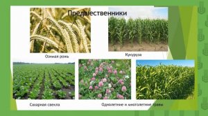 7.1 Растениеводство