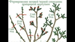 ОБРЕЗКА КУСТОВ ЧЕРНОЙ СМОРОДИНЫ. Теория и практика