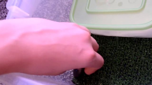 Мой эублефарНовое видио?Где я была?