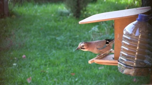 Кормушка на даче 01102016 смотреть онлайн