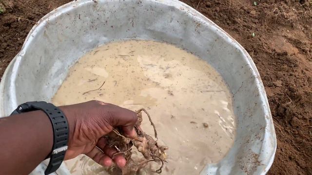 Challenges Of Growing Ginger after Ploughing the Land. 2023 Ginger Cultivation ongoing viralvideo