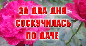 29 августа. Соскучилась по даче за два дня.mp4