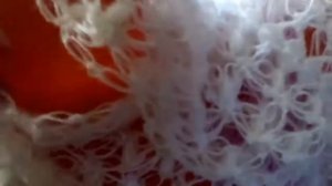 Шаль- бактус по МК Ангелина Озимок