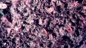 Пылевые клещи под микроскопом