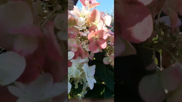 Даймонд Руж смотреть онлайн