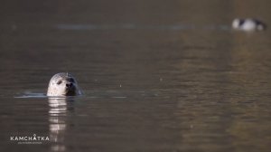 СИЛА И МОЩЬ ТИХОГО ОКЕАНА