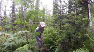 поднебесные зубья 2017