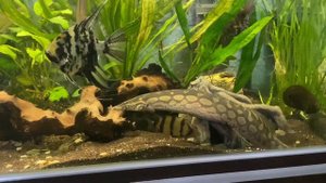 Мастацембел панцирный 30 см (Mastacembelus armatus )