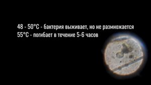 Почему нельзя эксплуатировать бойлер на низкой температуре. Легионелла чем опасна, как бороться