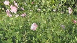 Как растет в природе Алтей лекарственный (медицинский)? | Althaea officinalis