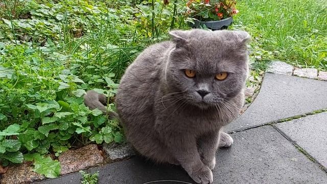 Ну и уходи к соседям! Злой Британский кот / смешные животные смотреть онлайн