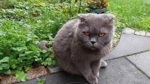 Ну и уходи к соседям! Злой Британский кот / смешные животные