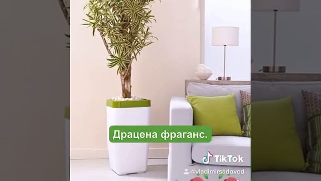 Виды драцен