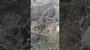 Весенняя обрезка 2022 года