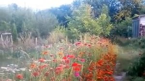 Чем отличается конь от лошади?