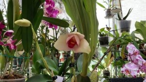 Цветение ОРХИДЕИ Lycaste