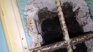 Воробей залетел в вытяжку