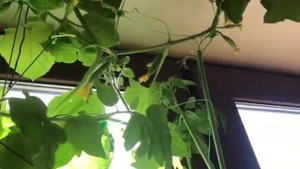 Огурец Окошко ?