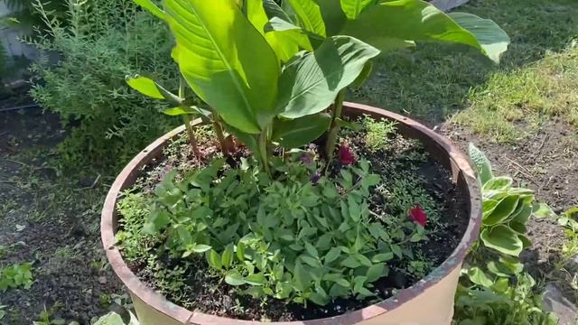 ОбЗОР ПЕТУНИИ(9 июня 2023🌺)