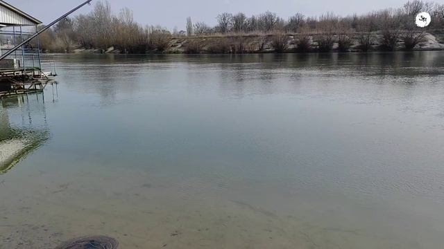 Плотва,Голавль и другая рыба ловилась на фидер!!! Рыбалка на реке!!!