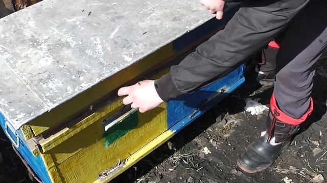 КАК ПОСТАВИТЬ ПОЛОСКИ ОТ КЛЕЩА ВАРРОА в улья