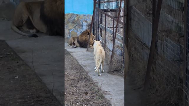 Темногривый и блондинка сдружились) Тайган