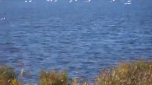 Порода пчел . Карпатская порода пчел .