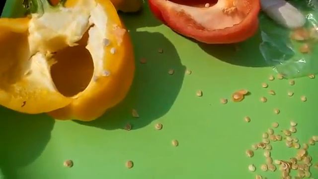 186 How to grow Red, Yellow & Green Bell Pappers/Shimla Mirch/Capsicum from fresh seed(Hin смотреть онлайн