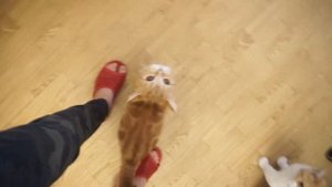 Пищевая АЛЛЕРГИЯ - рана на шее у кошки