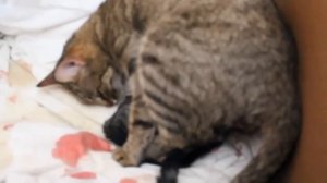 Кошка рожает/Как рожают кошки/Give birth to a cat