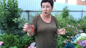 Черенкование клематиса. Мой простой способ. Сможет каждый …