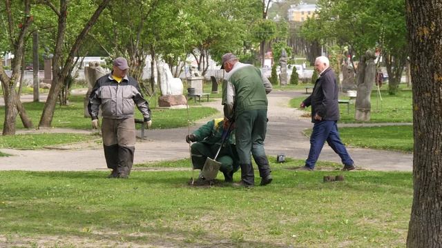"Зеленстрой" высаживает деревья и косит траву