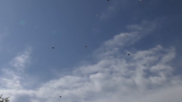 05.05.20.Поддержка Иммунитета Голубей.Dove Immunity Support смотреть онлайн