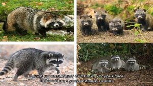 Енотовидная собака и енот: различия, одно и то же или нет