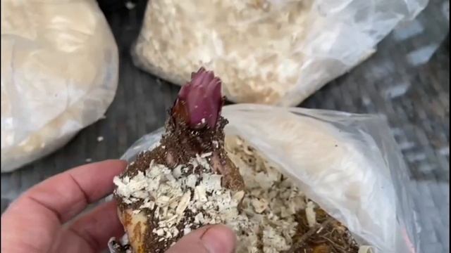 Ландшафтный дизайн. Благоустройство нового  участка.