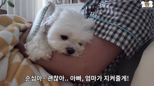 순심이가 4년 만에 디스크가 재발했어요 ㅜㅜ