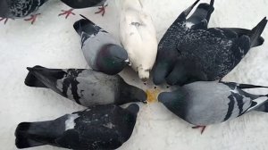 Городские голуби в зимнем парке.